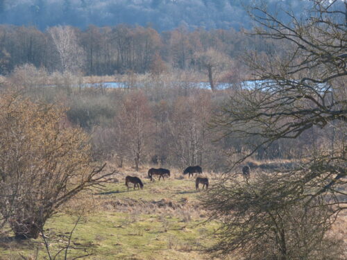 Exmoor ponier i Vaserne © Made by Loevdahl