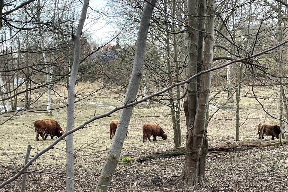 Kvæget i Degneengen © schousboe