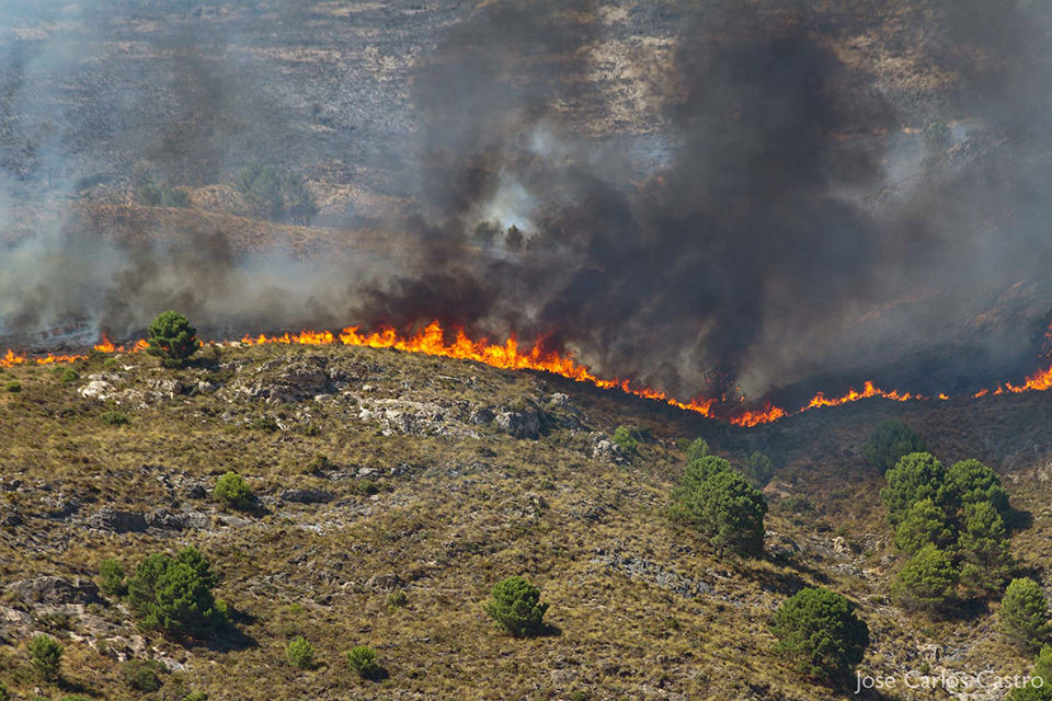 Wildfire in Spain 2012. Incendio Sierra Tejeda (Canillas de Aceituno-Sedella). By Carlos Castro CCBY20.0