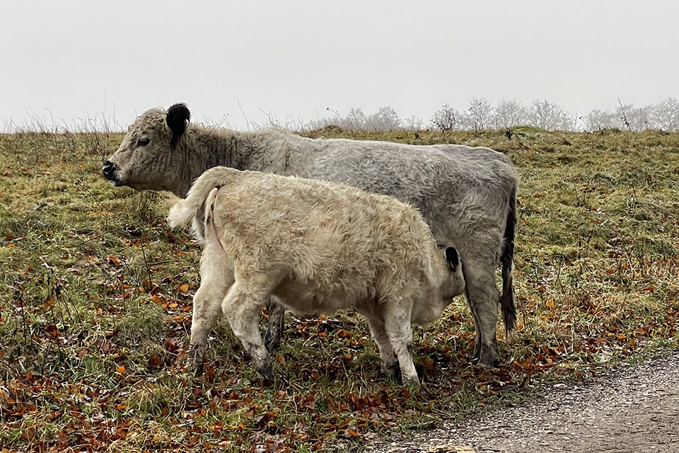 Ko med kalv fra Kohaven © schousboe